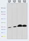 Ubiquinol-Cytochrome C Reductase, Rieske Iron-Sulfur Polypeptide 1 antibody, ab14746, Abcam, Western Blot image 