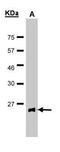 Glutathione Peroxidase 2 antibody, TA308741, Origene, Western Blot image 