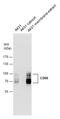 Solute Carrier Family 3 Member 2 antibody, GTX104108, GeneTex, Western Blot image 