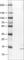 Ribonuclease A Family Member 7 antibody, AMAb90582, Atlas Antibodies, Western Blot image 