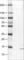 Ribonuclease 7 antibody, AMAb90582, Atlas Antibodies, Western Blot image 