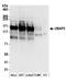 Ubiquitin Associated Protein 2 antibody, A304-626A, Bethyl Labs, Western Blot image 