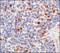 Tet Methylcytosine Dioxygenase 1 antibody, NBP1-78966, Novus Biologicals, Immunohistochemistry frozen image 