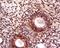 Prostate And Breast Cancer Overexpressed 1 antibody, orb101850, Biorbyt, Immunohistochemistry paraffin image 