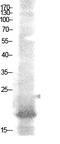 Nuclear Factor, Erythroid 4 antibody, A14260, Boster Biological Technology, Western Blot image 