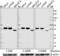 RuvB Like AAA ATPase 1 antibody, 668306, BioLegend, Western Blot image 
