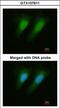 Selenophosphate Synthetase 1 antibody, GTX107611, GeneTex, Immunofluorescence image 