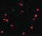 Progesterone Immunomodulatory Binding Factor 1 antibody, LS-B10082, Lifespan Biosciences, Immunofluorescence image 