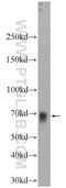 TCF11 antibody, 17062-1-AP, Proteintech Group, Western Blot image 