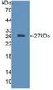 Protein Tyrosine Phosphatase Receptor Type F antibody, LS-C374383, Lifespan Biosciences, Western Blot image 