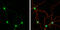 Pumilio RNA Binding Family Member 1 antibody, GTX115280, GeneTex, Immunofluorescence image 