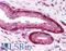E74 Like ETS Transcription Factor 3 antibody, LS-B282, Lifespan Biosciences, Immunohistochemistry paraffin image 