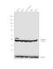 Heterogeneous Nuclear Ribonucleoprotein A1 antibody, PA5-19431, Invitrogen Antibodies, Western Blot image 