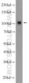 G Protein Regulated Inducer Of Neurite Outgrowth 1 antibody, 13771-1-AP, Proteintech Group, Western Blot image 