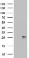 Colony Stimulating Factor 2 antibody, LS-C794212, Lifespan Biosciences, Western Blot image 
