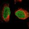 Origin Recognition Complex Subunit 5 antibody, NBP1-82476, Novus Biologicals, Immunofluorescence image 