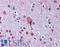 Lysophosphatidic Acid Receptor 4 antibody, LS-A872, Lifespan Biosciences, Immunohistochemistry paraffin image 