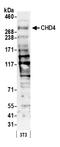 Chromodomain Helicase DNA Binding Protein 4 antibody, A301-081A, Bethyl Labs, Western Blot image 