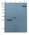 Endothelin 1 antibody, GTX37427, GeneTex, Western Blot image 