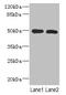 Repulsive Guidance Molecule BMP Co-Receptor A antibody, CSB-PA836186LA01HU, Cusabio, Western Blot image 