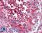 Reticulon 4 antibody, LS-B2708, Lifespan Biosciences, Immunohistochemistry frozen image 