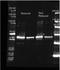 Sarcosine oxidase subunit alpha antibody, orb344282, Biorbyt, Western Blot image 