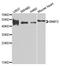 BCL2 Interacting Protein 2 antibody, A6282, ABclonal Technology, Western Blot image 