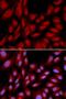 BCL2 Associated Athanogene 1 antibody, orb135107, Biorbyt, Immunofluorescence image 