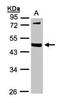 Matrix Metallopeptidase 12 antibody, NBP1-31225, Novus Biologicals, Western Blot image 