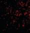DNA Damage Regulated Autophagy Modulator 1 antibody, orb88409, Biorbyt, Immunofluorescence image 