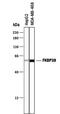 FKBP Prolyl Isomerase 8 antibody, PA5-47513, Invitrogen Antibodies, Western Blot image 