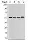 Guanine Deaminase antibody, orb341084, Biorbyt, Western Blot image 