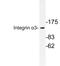 Integrin Subunit Alpha 3 antibody, LS-C177505, Lifespan Biosciences, Western Blot image 