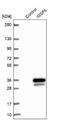 Immunoglobulin Superfamily Member 6 antibody, NBP1-84061, Novus Biologicals, Western Blot image 