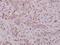 BCL2 Like 1 antibody, PA5-36743, Invitrogen Antibodies, Immunohistochemistry frozen image 