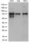 Zinc Finger With KRAB And SCAN Domains 1 antibody, LS-C795675, Lifespan Biosciences, Western Blot image 