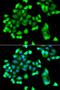 Branched-chain-amino-acid aminotransferase, mitochondrial antibody, orb247957, Biorbyt, Immunofluorescence image 
