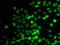 PR/SET Domain 7 antibody, STJ110268, St John