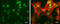 High Mobility Group Box 1 antibody, GTX101277, GeneTex, Immunocytochemistry image 