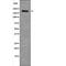 Ret Proto-Oncogene antibody, PA5-64512, Invitrogen Antibodies, Western Blot image 