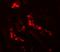 Autophagy Related 3 antibody, A01768, Boster Biological Technology, Immunofluorescence image 