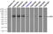 Lipase G, Endothelial Type antibody, TA501024, Origene, Immunoprecipitation image 