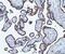 CD55 Molecule (Cromer Blood Group) antibody, M00910-4, Boster Biological Technology, Immunohistochemistry paraffin image 