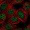 E4F Transcription Factor 1 antibody, NBP2-58106, Novus Biologicals, Immunofluorescence image 