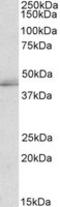 TIA1 Cytotoxic Granule Associated RNA Binding Protein Like 1 antibody, LS-B9211, Lifespan Biosciences, Western Blot image 
