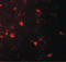 Interleukin-36 alpha antibody, LS-C201140, Lifespan Biosciences, Immunofluorescence image 