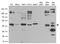 Bone Morphogenetic Protein 2 antibody, A00338, Boster Biological Technology, Western Blot image 