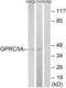 G Protein-Coupled Receptor Class C Group 5 Member A antibody, LS-C120945, Lifespan Biosciences, Western Blot image 