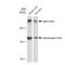 Spectrin Alpha, Non-Erythrocytic 1 antibody, GTX02858, GeneTex, Western Blot image 