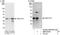 Family With Sequence Similarity 177 Member A1 antibody, NBP1-78754, Novus Biologicals, Western Blot image 